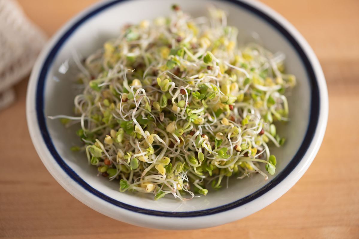 Broccoli – Sprouting Seeds